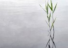 Hickling Broad reeds.jpg