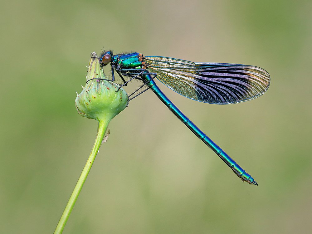 Banded Demoiselle On Sow Thistle Bud by Keith Gordon - High Peak