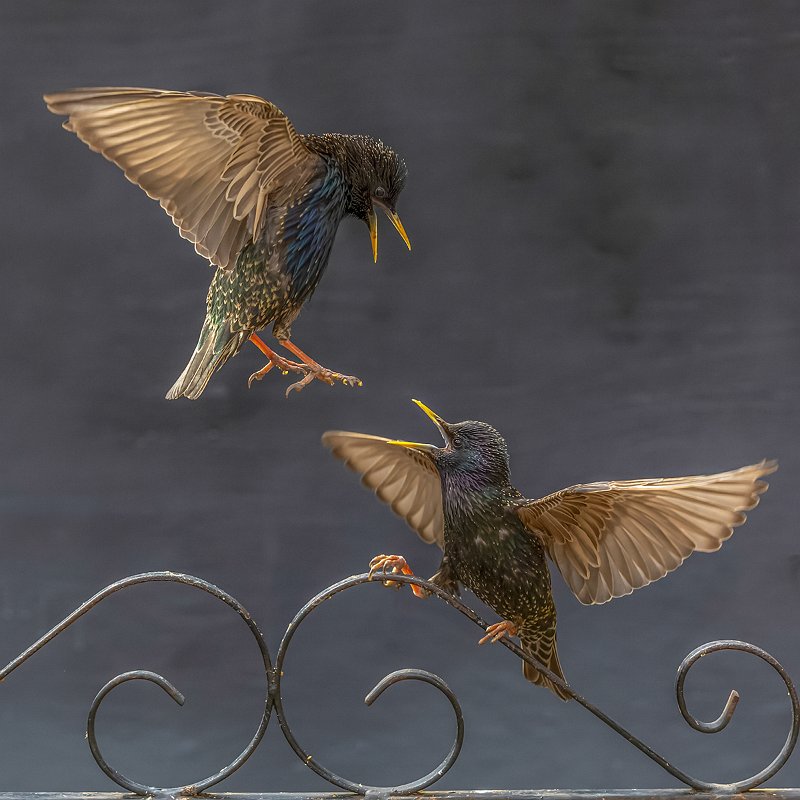 Starlings Dispute by David Thompson - Bolsover