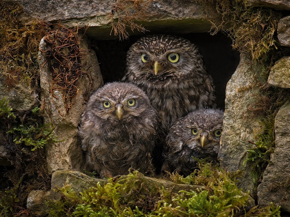 The Owl Family by Steve Williams - Chesterfield