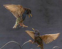 Starlings Dispute by David Thompson - Bolsover