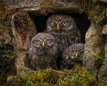 The Owl Family by Steve Williams - Chesterfield