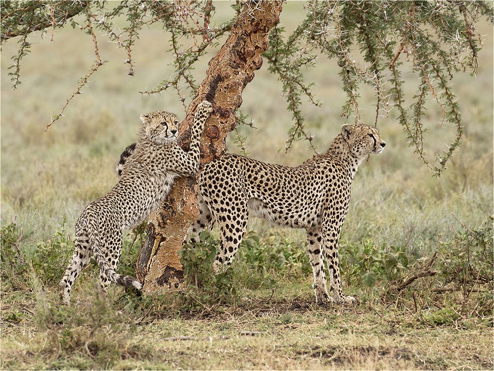 Cheetahs in the Serengeti by Sue Trout - Doncaster