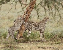 Cheetahs in the Serengeti by Sue Trout - Doncaster
