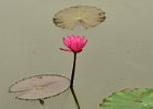 Water lily