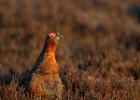 red grouse in the early sun