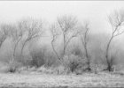 Wintry Mist