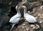 Affectionate Gannets- Bempton