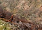 Red Grouse - Abbey Brook