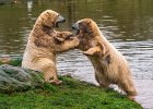 Bear Play