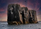 Birds at Sea Cliff