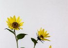 Helianthus in gourd 'vase'