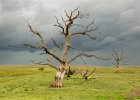 Salt marsh trees : Porlock salt marsh, Somerset, Trees