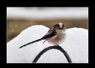 Long Tailed Tit