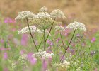 Angelica and Great Willowherb