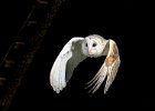 Barn Owl