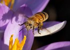 Bee on Crocus in Botanical Gardens