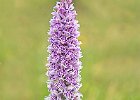 Common Spotted Orchid