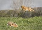 Mad March Hares