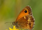 Meadow Brown - Pleasley Pit