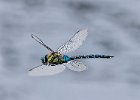 Migrant Hawker