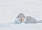 Mountain Hare