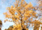 Tulip Tree in Botanical Gardens