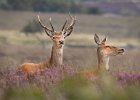 Two Red Deer on Big Moor.