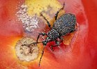 Vine Beetle on Tomato