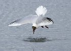 10 Black Headed Gull Fishing