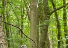 7 Goshawk in Woodland