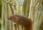 9 Harvest Mouse