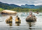 Mallard and Ducklings