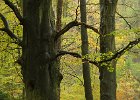 Autumn Beeches