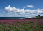 Bamburgh Castle in the Pink