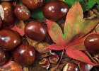 Conkers