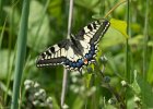 Swallowtail butterfly