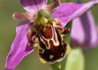 Bee Orchid