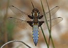 Broad-bodied Chaser male