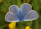 Common Blue male