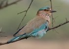 Indian Roller