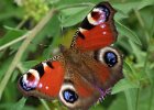 Peacock Butterfly