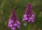 Pyramidal Orchids