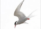 Arctic Tern