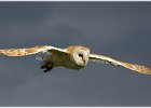 Barn Owl