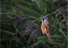 Bearded Reedling