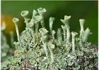 Lichen