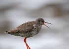 Redshank