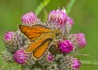 Small Skipper