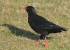 Chough